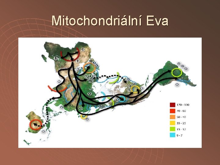 Mitochondriální Eva 