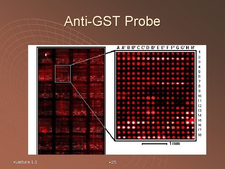 Anti-GST Probe • Lecture 1. 1 • 25 