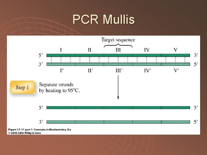 PCR Mullis 