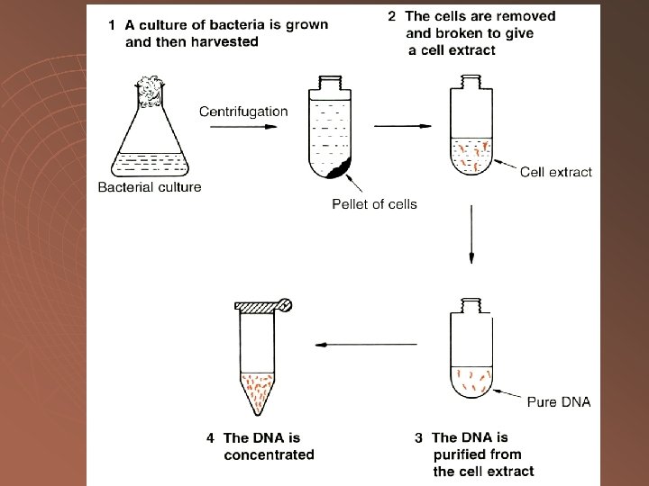  • Organic extractio n 