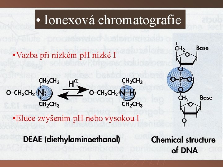  • Ionexová chromatografie • Vazba při nízkém p. H nízké I • Eluce