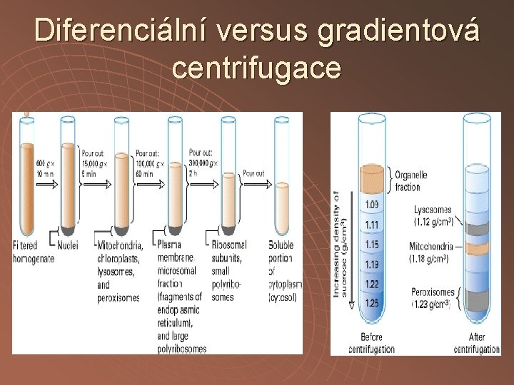 Diferenciální versus gradientová centrifugace 