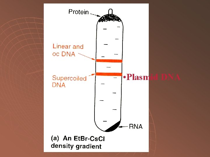  • Plasmid DNA 