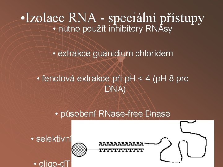  • Izolace RNA - speciální přístupy • nutno použít inhibitory RNAsy • extrakce