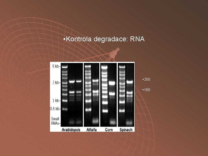  • Kontrola degradace: RNA • 25 S • 18 S 