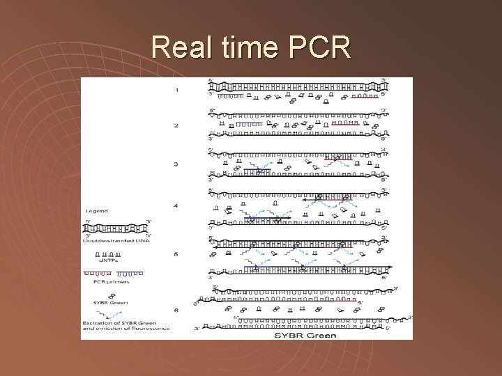 Real time PCR 