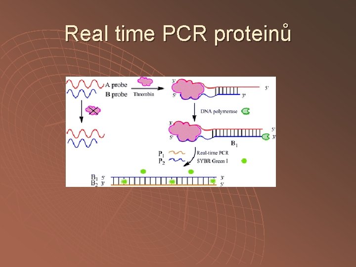 Real time PCR proteinů 