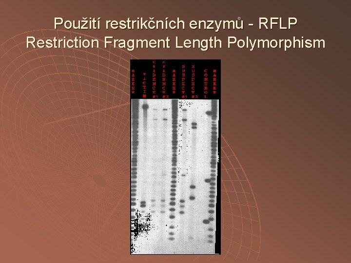 Použití restrikčních enzymů - RFLP Restriction Fragment Length Polymorphism 