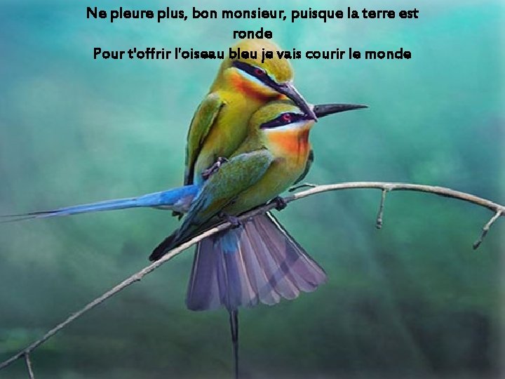 Ne pleure plus, bon monsieur, puisque la terre est ronde Pour t'offrir l'oiseau bleu Ne pleure plus, bon monsieur, puisque la terre est ronde Pour t'offrir l'oiseau bleu