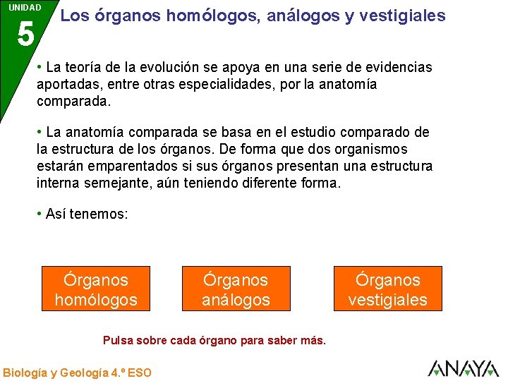 UNIDAD 5 3 Los órganos homólogos, análogos y vestigiales • La teoría de la UNIDAD 5 3 Los órganos homólogos, análogos y vestigiales • La teoría de la