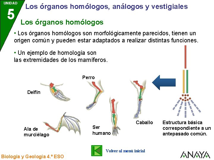 UNIDAD 5 3 Los órganos homólogos, análogos y vestigiales Los órganos homólogos • Los UNIDAD 5 3 Los órganos homólogos, análogos y vestigiales Los órganos homólogos • Los