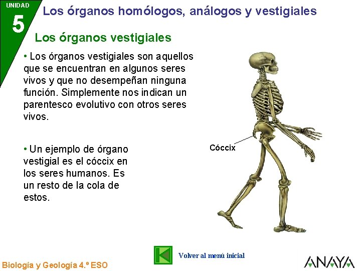 UNIDAD 5 3 Los órganos homólogos, análogos y vestigiales Los órganos vestigiales • Los UNIDAD 5 3 Los órganos homólogos, análogos y vestigiales Los órganos vestigiales • Los