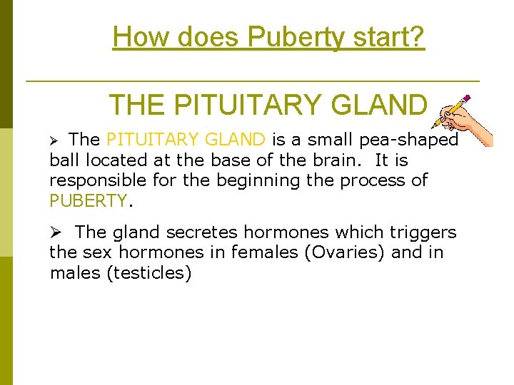 How does Puberty start? THE PITUITARY GLAND Ø The PITUITARY GLAND is a small