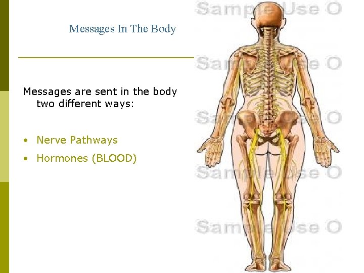 Messages In The Body Messages are sent in the body two different ways: •