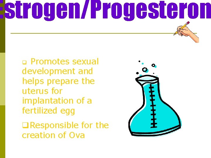 Estrogen/Progesteron q Promotes sexual development and helps prepare the uterus for implantation of a