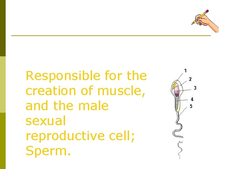 Testosterone Responsible for the creation of muscle, and the male sexual reproductive cell; Sperm.
