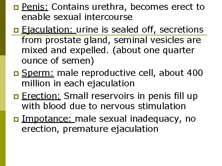 Penis: Contains urethra, becomes erect to enable sexual intercourse p Ejaculation: urine is sealed