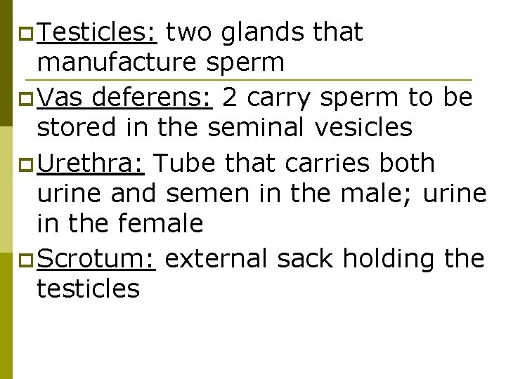 p Testicles: two glands that manufacture sperm p Vas deferens: 2 carry sperm to