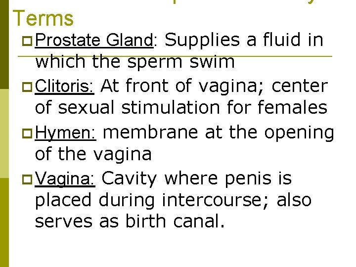 Terms p Prostate Gland: Supplies a fluid in which the sperm swim p Clitoris: