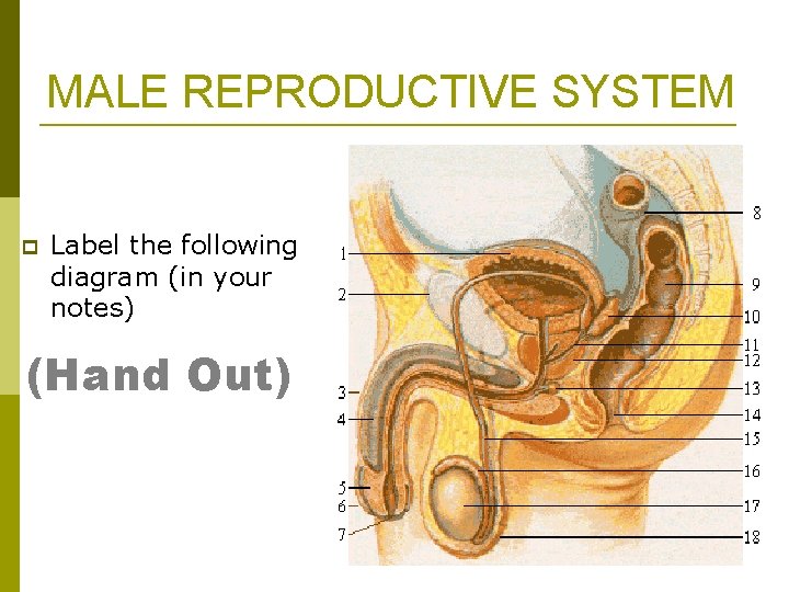 MALE REPRODUCTIVE SYSTEM p Label the following diagram (in your notes) (Hand Out) 