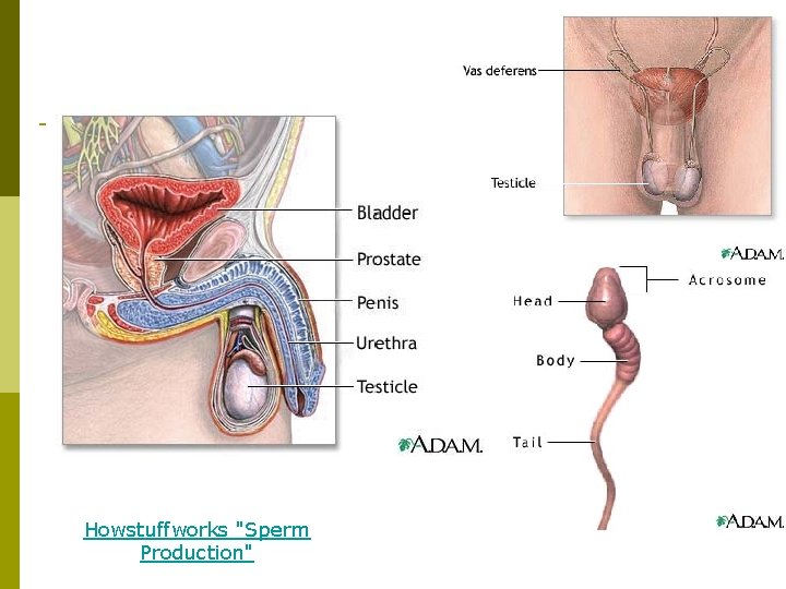 Male Reproductive Organs Howstuffworks "Sperm Production" 