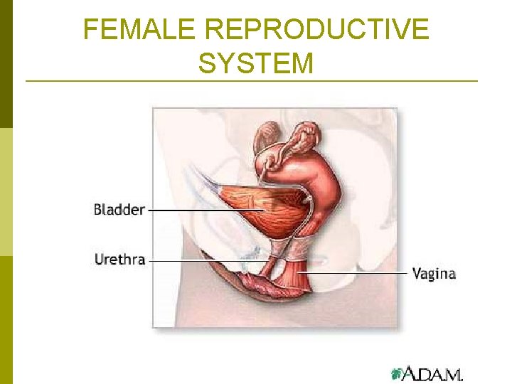 FEMALE REPRODUCTIVE SYSTEM 