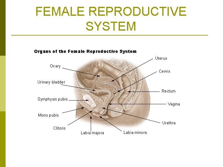 FEMALE REPRODUCTIVE SYSTEM 