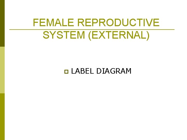 FEMALE REPRODUCTIVE SYSTEM (EXTERNAL) p LABEL DIAGRAM 