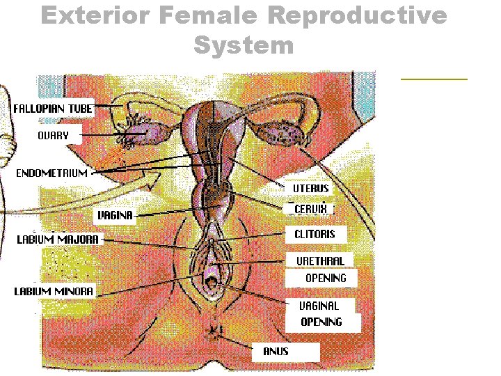 Exterior Female Reproductive System 