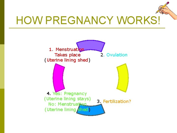 HOW PREGNANCY WORKS! 1. Menstruation Takes place (Uterine lining shed) 2. Ovulation 4. Yes: