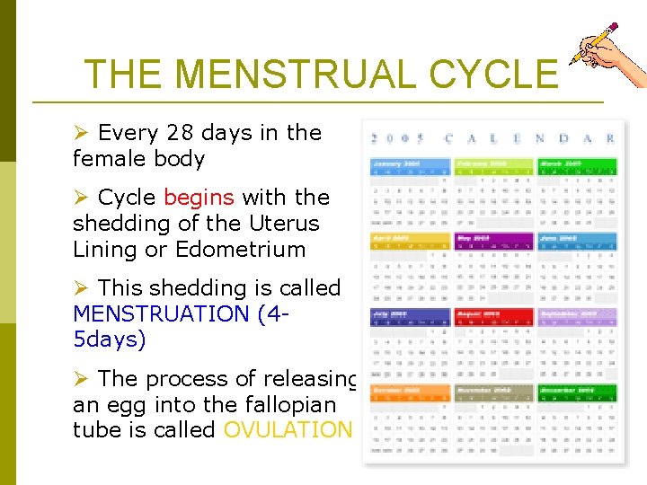 THE MENSTRUAL CYCLE Ø Every 28 days in the female body Ø Cycle begins