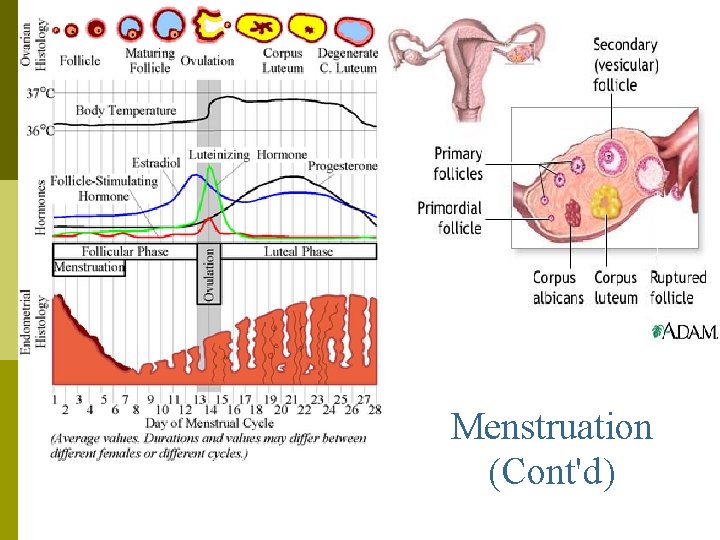 Menstruation (Cont'd) 
