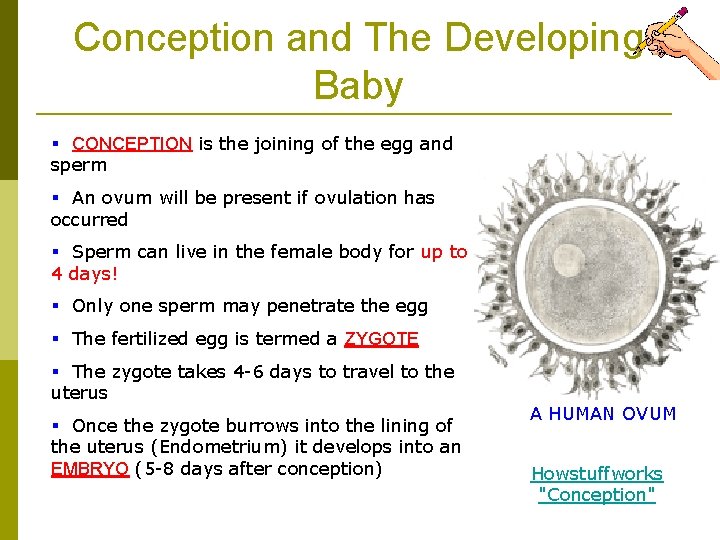 Conception and The Developing Baby § CONCEPTION is the joining of the egg and