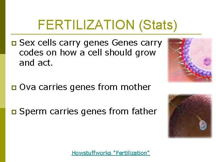 FERTILIZATION (Stats) p Sex cells carry genes Genes carry codes on how a cell