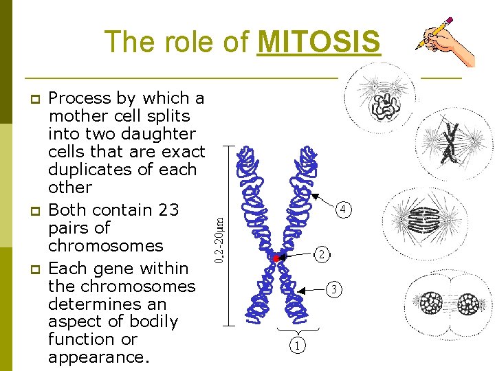 The role of MITOSIS p p p Process by which a mother cell splits