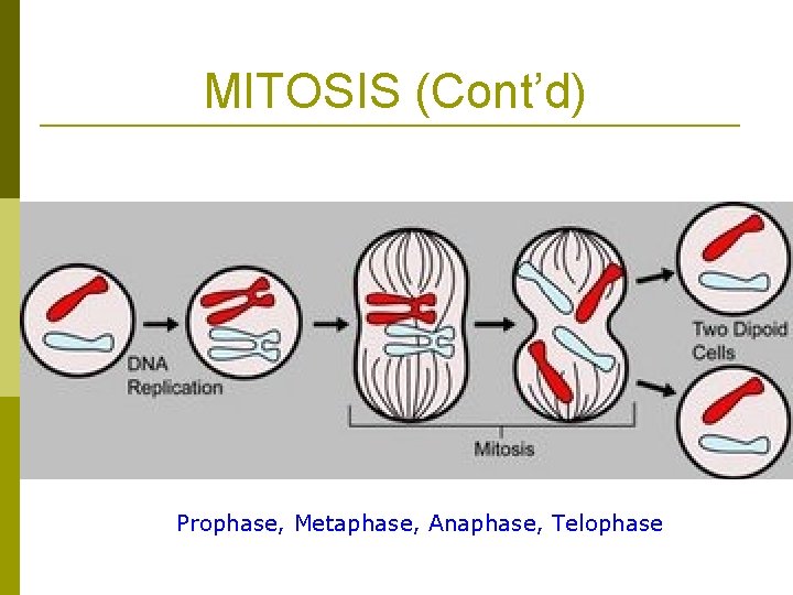 MITOSIS (Cont’d) Prophase, Metaphase, Anaphase, Telophase 