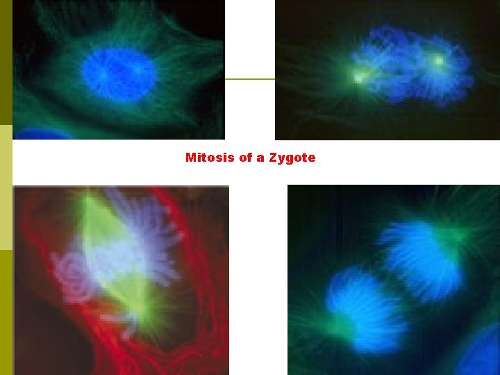 Mitosis of a Zygote 