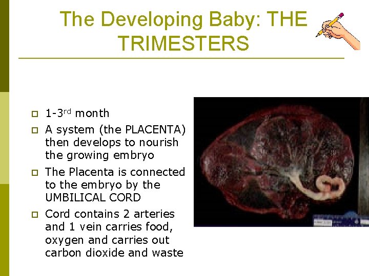 The Developing Baby: THE TRIMESTERS Trimester 1 p 1 -3 rd month p A