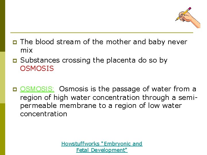 Trimester 1 (cont'd) p p p The blood stream of the mother and baby