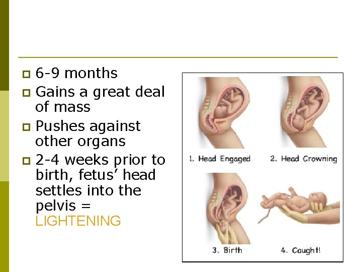 Trimester 3 6 -9 months p Gains a great deal of mass p Pushes