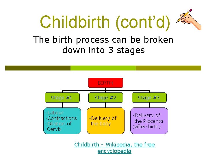 Childbirth (cont’d) The birth process can be broken down into 3 stages BIRTH Stage