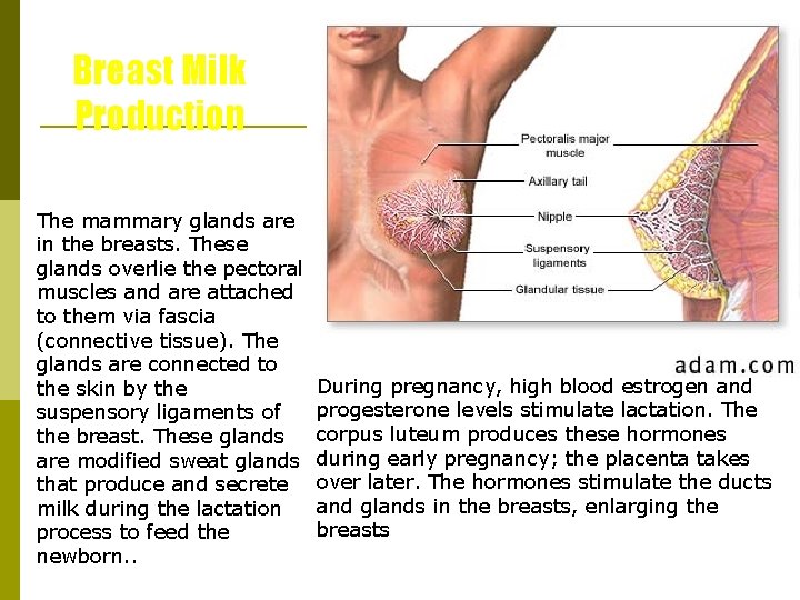 Breast Milk Production The mammary glands are in the breasts. These glands overlie the