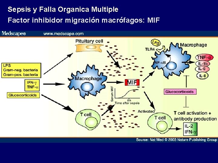 Sepsis y Falla Organica Multiple Factor inhibidor migración macrófagos: MIF Sepsis y Falla Organica Multiple Factor inhibidor migración macrófagos: MIF