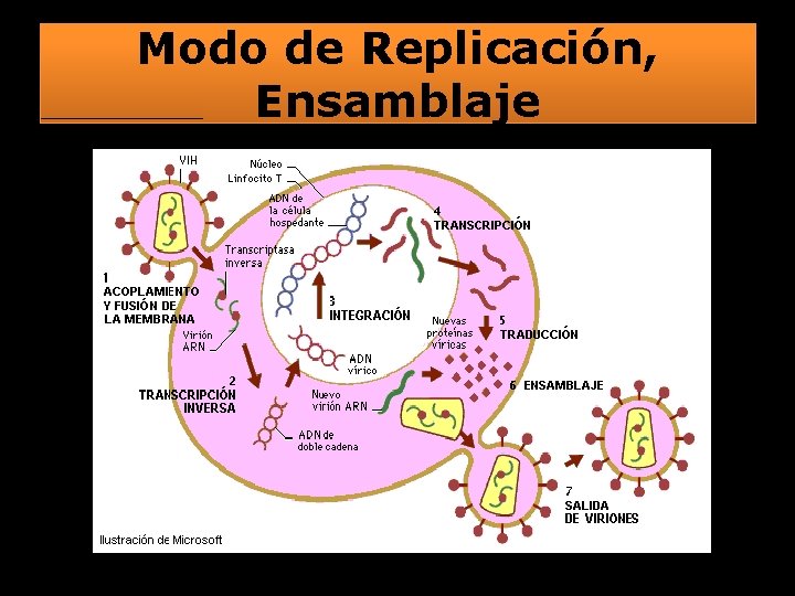 Modo de Replicación, Ensamblaje 