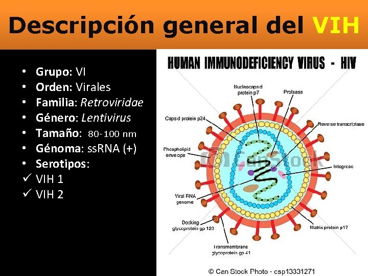 Descripción general del VIH • Grupo: VI • Orden: Virales • Familia: Retroviridae •