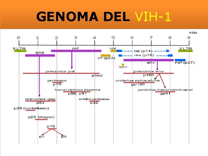GENOMA DEL VIH-1 