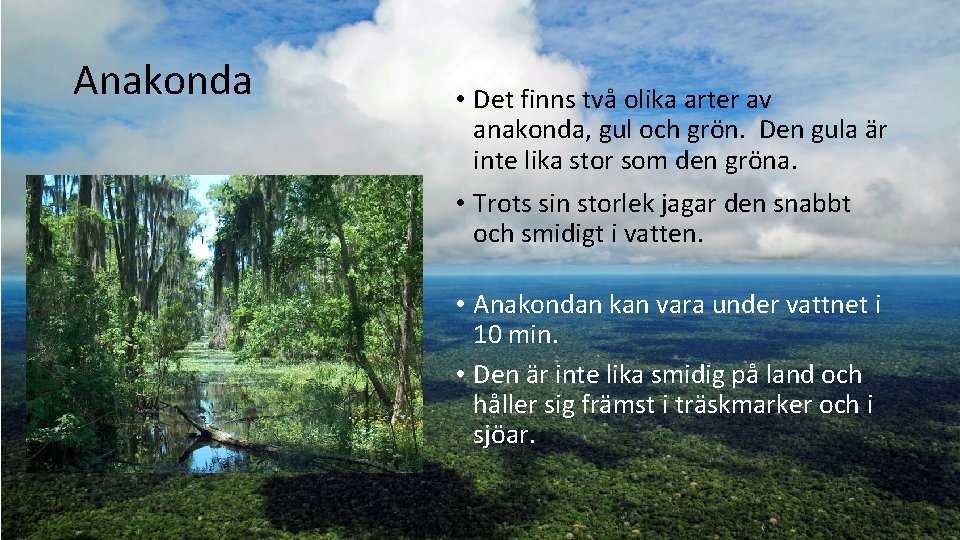 Anakonda • Det finns två olika arter av anakonda, gul och grön. Den gula