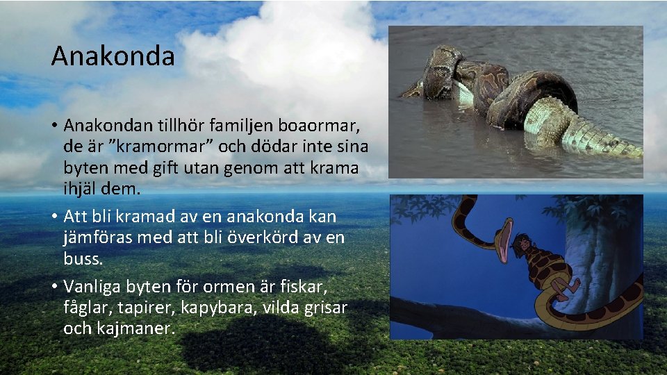 Anakonda • Anakondan tillhör familjen boaormar, de är ”kramormar” och dödar inte sina byten