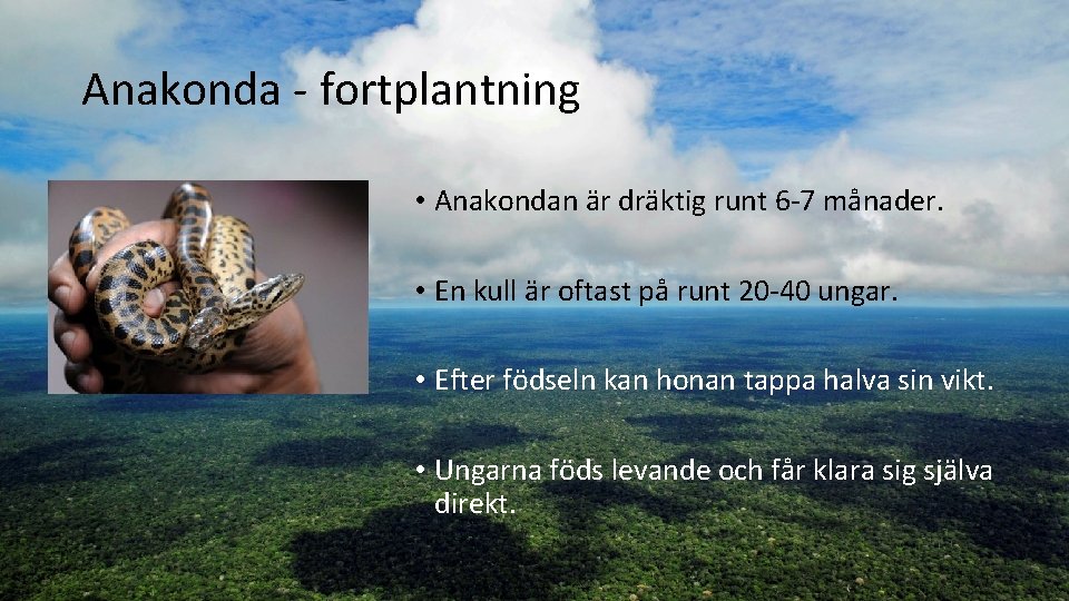 Anakonda - fortplantning • Anakondan är dräktig runt 6 -7 månader. • En kull