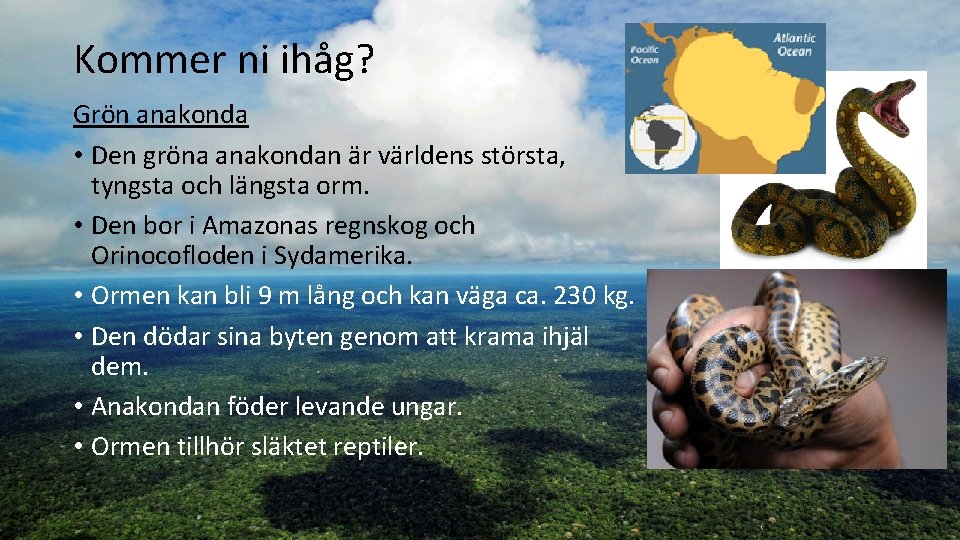 Kommer ni ihåg? Grön anakonda • Den gröna anakondan är världens största, tyngsta och